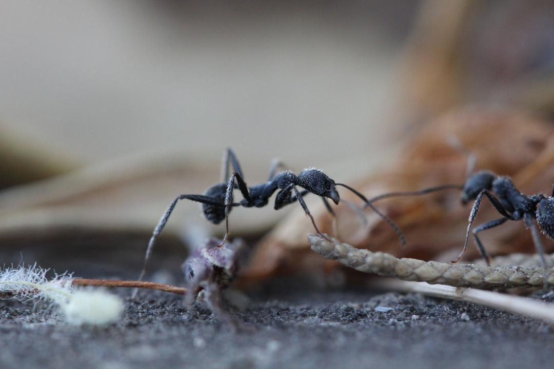 Was Diabetes mit Ameisen zu tun hat