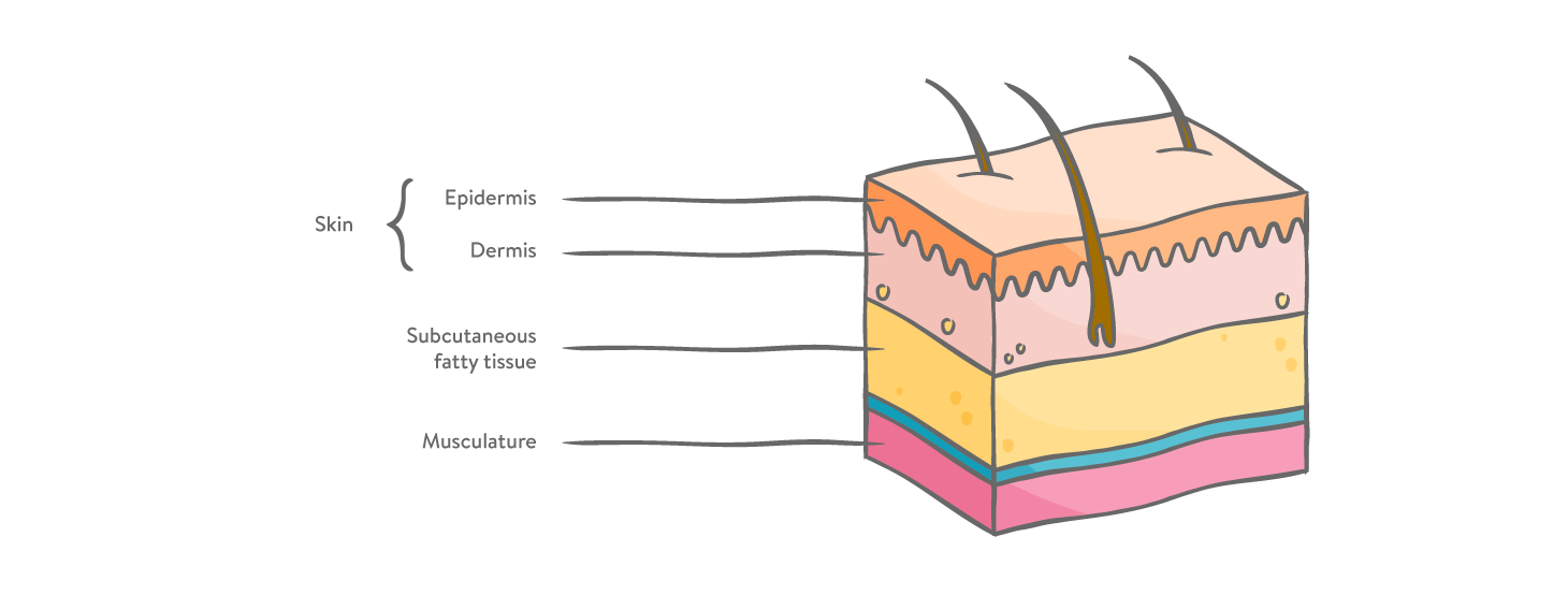 Skin layers