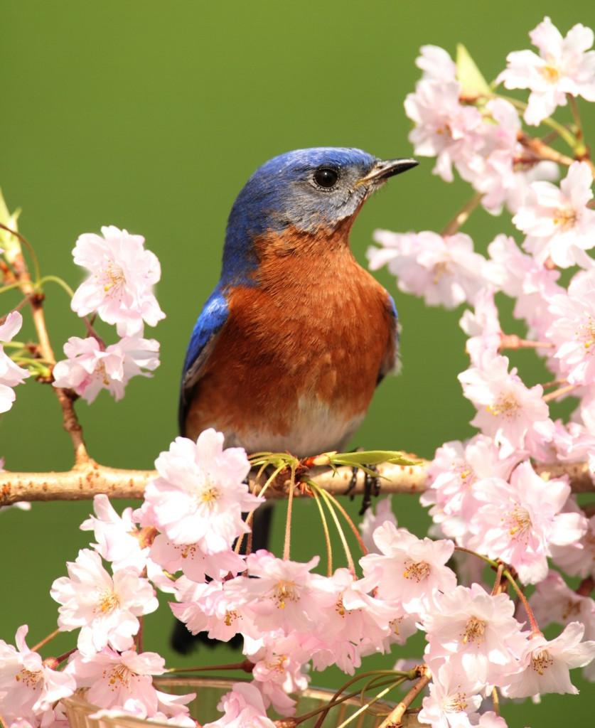 Male Eastern Bluebird (Sialia sialis) in a tree with cherry blossoms